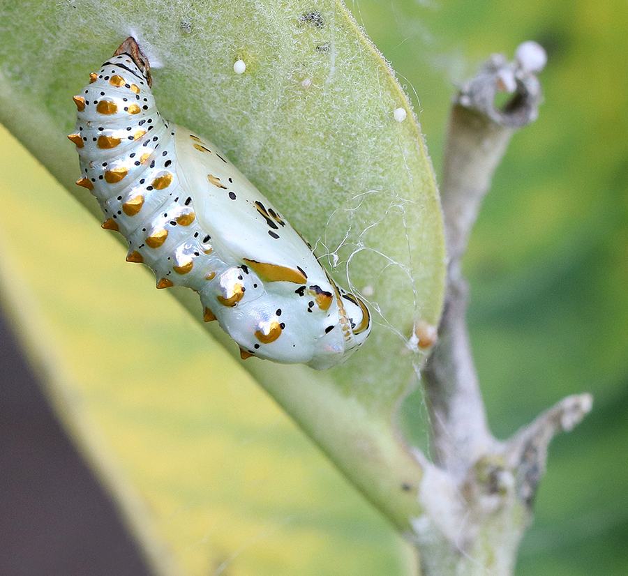 Variegated fritillary chrysalis on milkweed