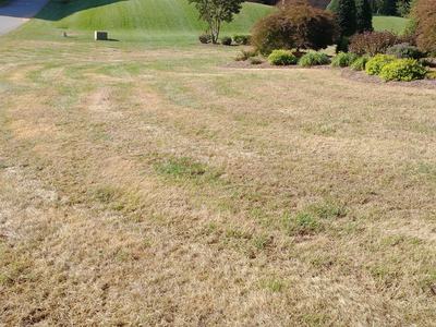 Fall armyworm damage