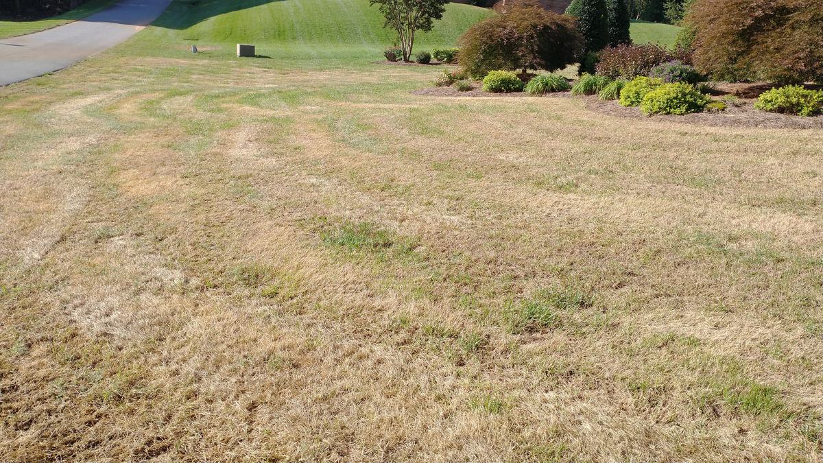 Fall armyworm damage