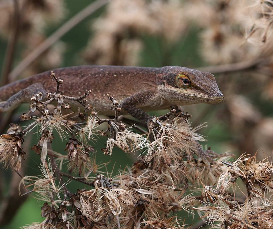 Carolina anole on joe-pye weed seedheads