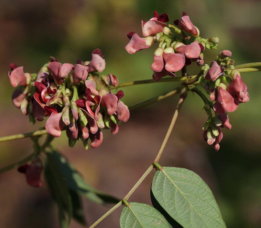 American groundnut vine