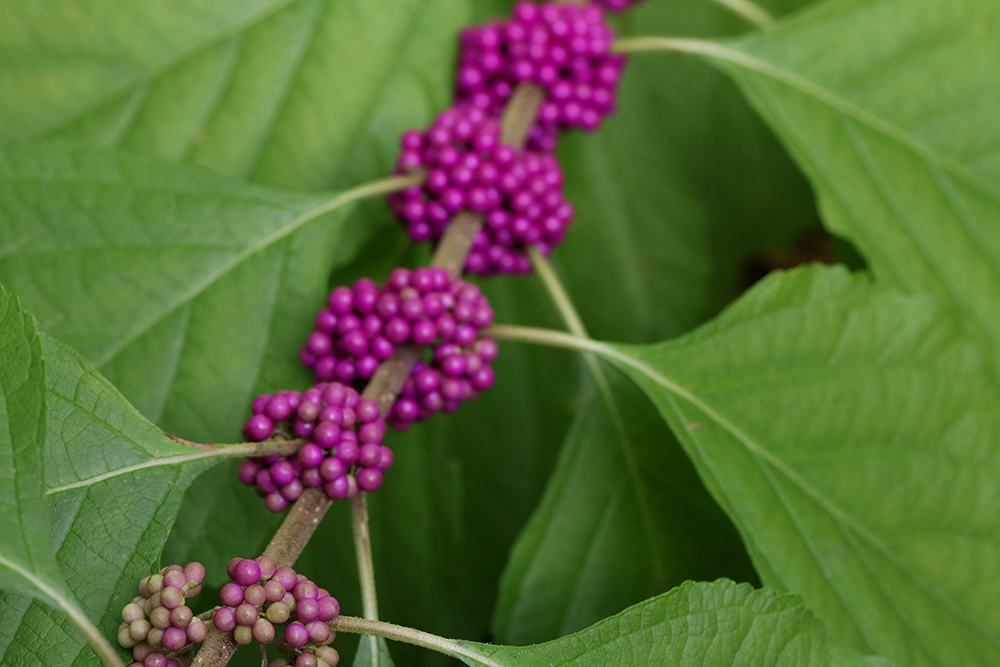 American beautyberry