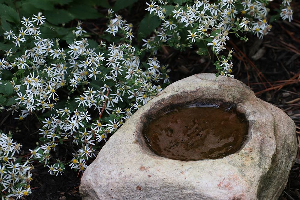 White wood aster with stone birdbath