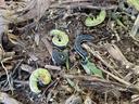 Several green and dark caterpillars curled on wood-chip mulch and soil
