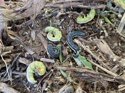 Several green and dark caterpillars curled on wood-chip mulch and soil