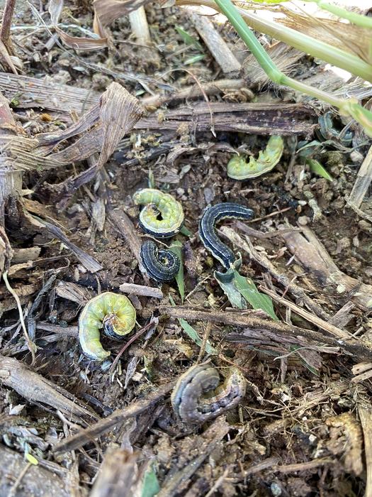 Armyworms in hiding in leaf litter 