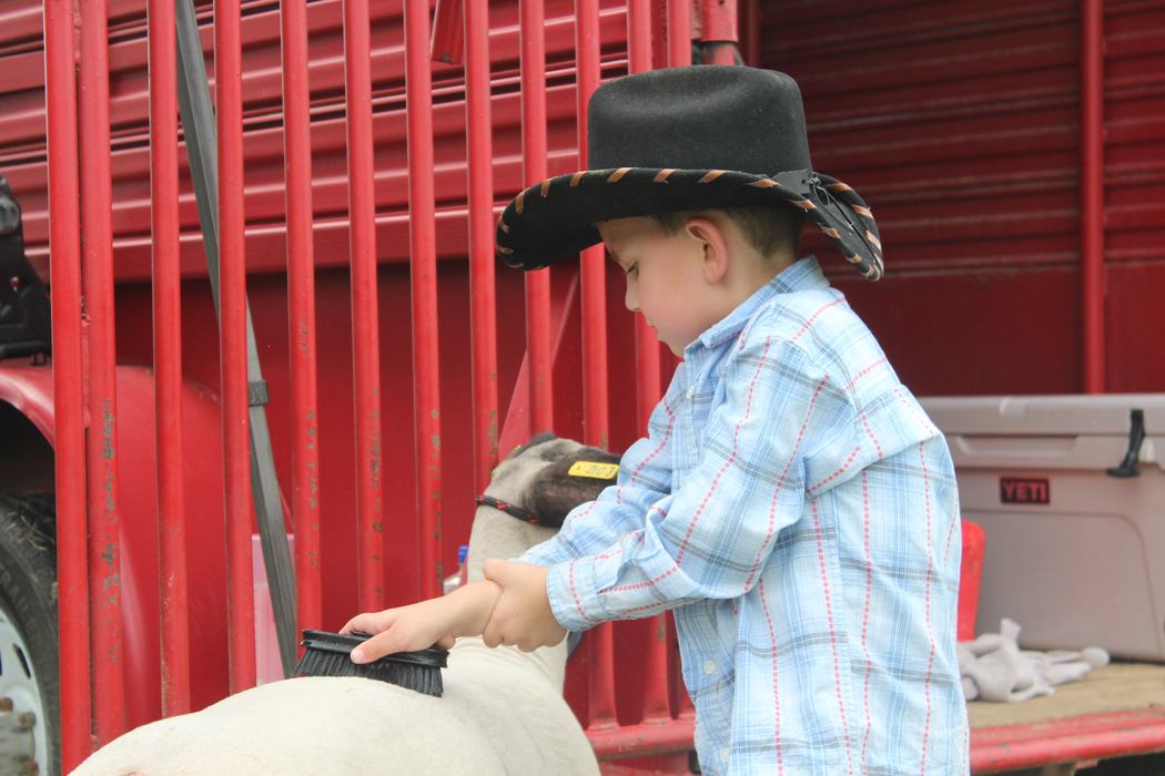 4-H with lamb 