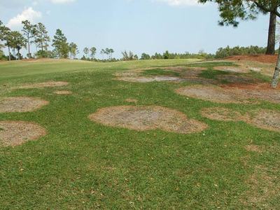 green lawn with large patches of brown