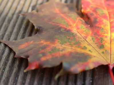 Multicolored autumn maple leaf on grooved wooden plank, close-up