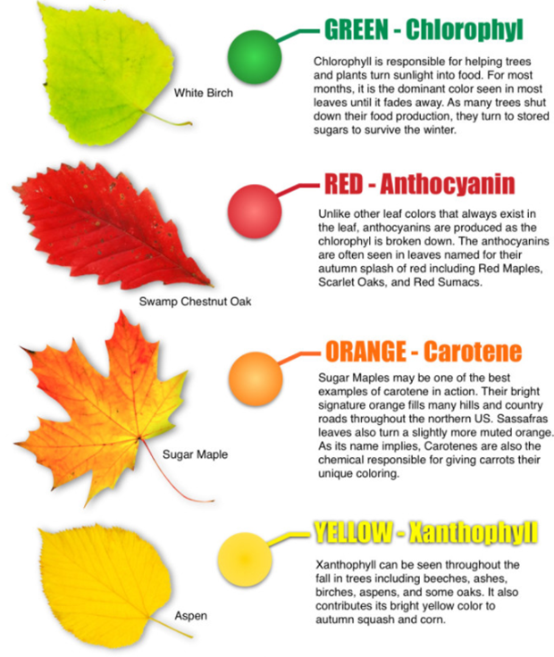 Leaf colors