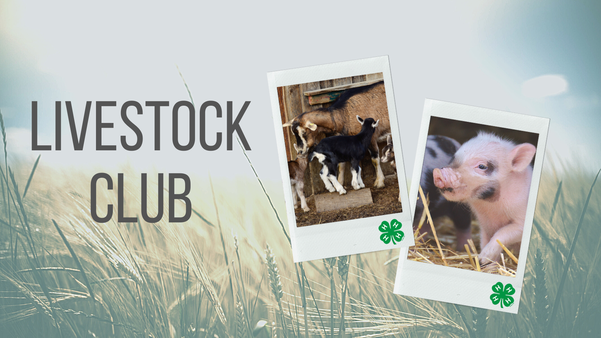 Livestock SPIN Club