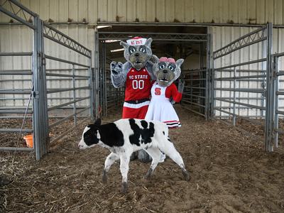 NC State wolf mascots in red uniforms (jersey "00") standing in a barn behind a calf
