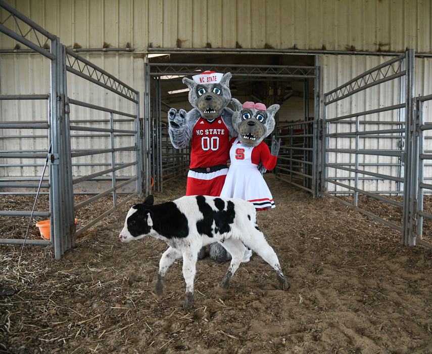 NC State wolf mascots in red uniforms (jersey "00") standing in a barn behind a calf