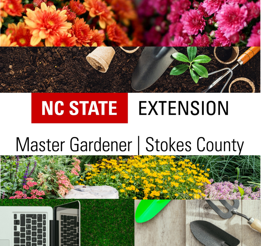 Various flowers and gardening tools