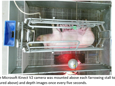 Sow Farrowing at NCSU