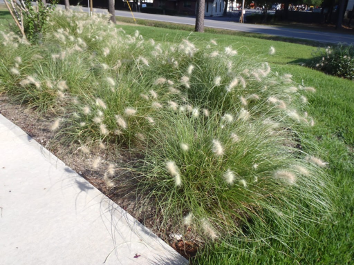 Ornamental Grass