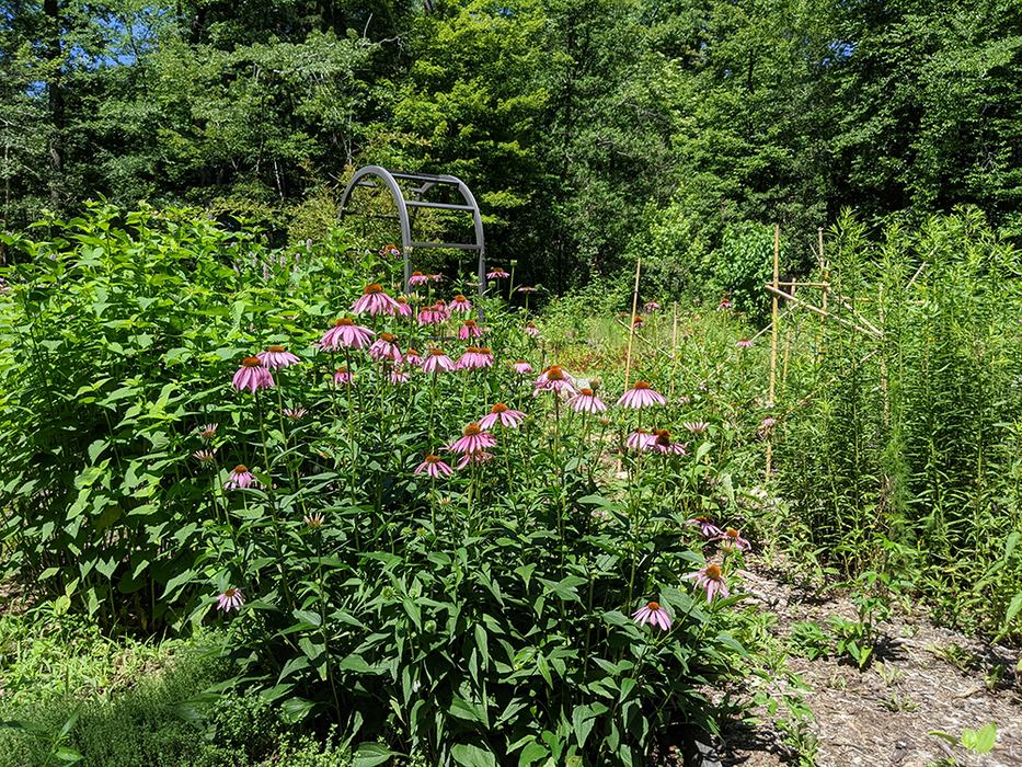 Cluster of pink coneflowers in a sunlit garden bed with metal arbor and forest backdrop