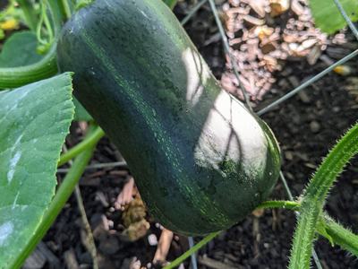 winter squash on vine