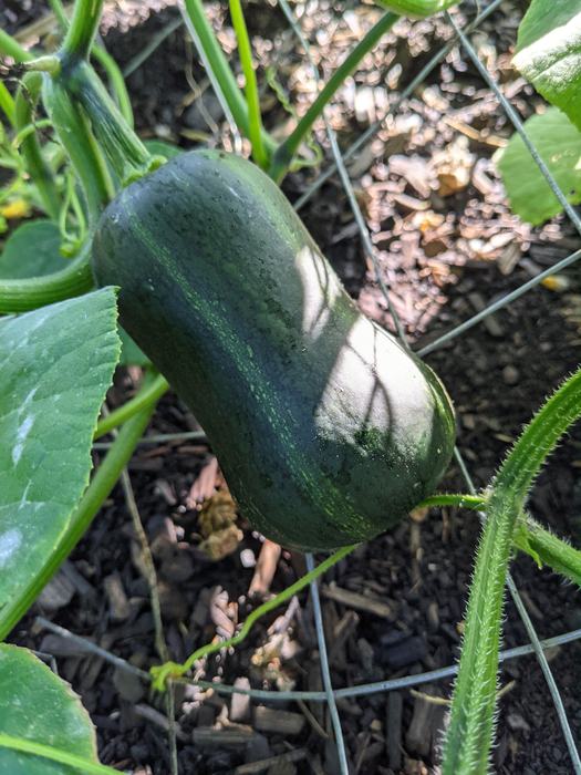 winter squash on vine