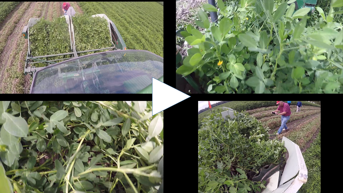 Slow-motion video of a DSI digging peanuts