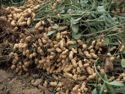 Harvested peanut plants with roots and multiple peanut pods attached