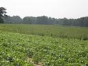 Green soybean field stretching to a distant tree line under pale sky