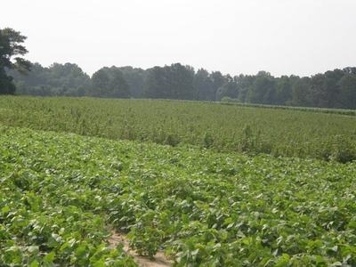 Green soybean field stretching to a distant tree line under pale sky