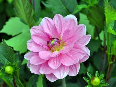 pink dahlia