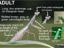 Adult mantis: long antennae, triangular head, mottled body, wings 2/3 abdomen, no inner front-leg spot