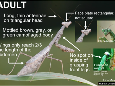 Adult mantis: long antennae, triangular head, mottled body, wings 2/3 abdomen, no inner front-leg spot