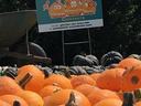 Pumpkins