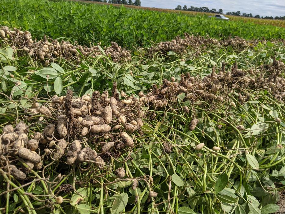 Consistent short peanut roots, DSI blade depth correctly set