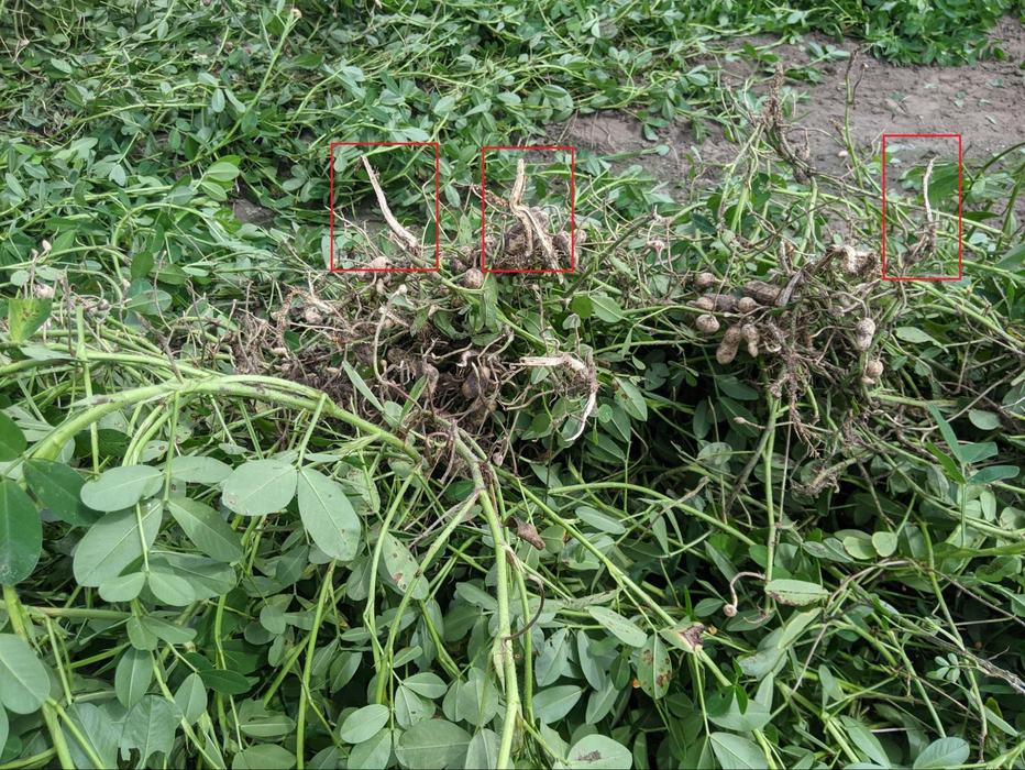 Long peanut roots, DSI blade depth too deep