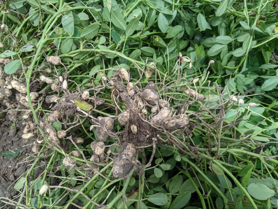 No visible peanut roots, DSI blade depth too shallow