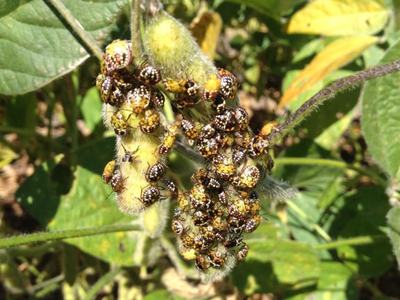 Southern green stinkbug on soybeans