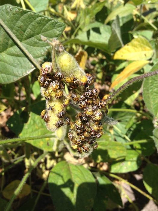 Southern green stinkbug on soybeans