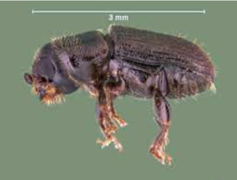 close up of southern pine beetle