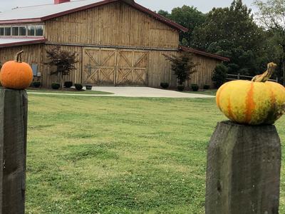 Two small pumpkins on fence posts with a large wooden barn in the background