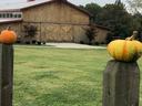 Two small pumpkins on fence posts with a large wooden barn in the background