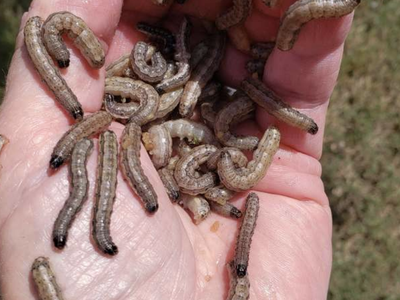 Armyworms