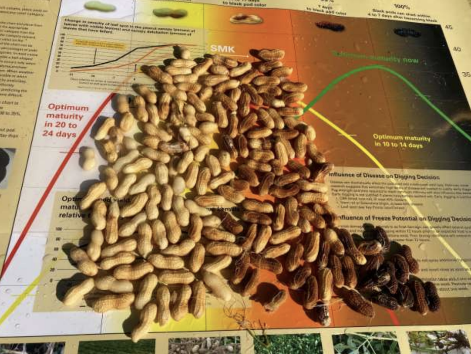 Pod Maturity Samples Week of September 1 Peanut Notes No. 205 2021 ...