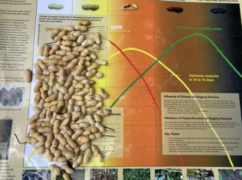 Mid Week Peanuts Pod Maturity Samples Week of September 1 Peanut Notes No. 205 2021 ...