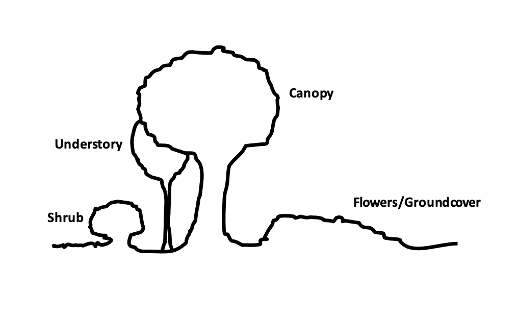 Figure 1. Creating vertical layers in the landscape is important for sustaining diversity and maximizing food and habitat availability for other native organisms.