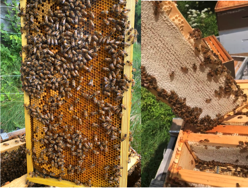 panels of honey & pollen