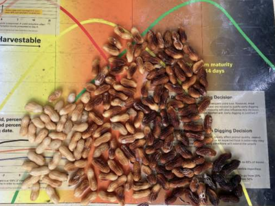 Bailey II planted first week of May at Lewiston-Woodville