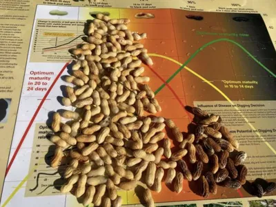 Peanuts