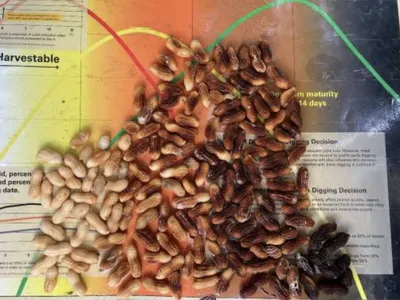 Bailey II planted first week of May at Lewiston-Woodville
