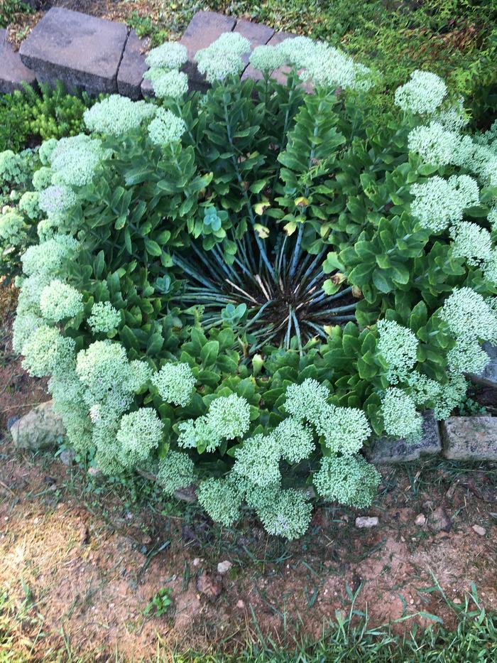 Sedum with bald crown