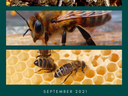 Three close-up honeybee photos with text "September 2021 Advanced Honeybee Course"