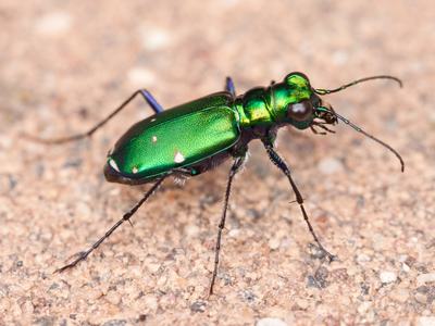 shiny green metallic tiger beetle
